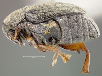 Media type: image;   Entomology 32916 Aspect: habitus lateral view